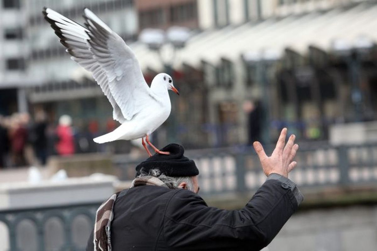 feeds the birds on the Inner Alster Lake in Hamburg, Germany, 12 January 2011.jpg