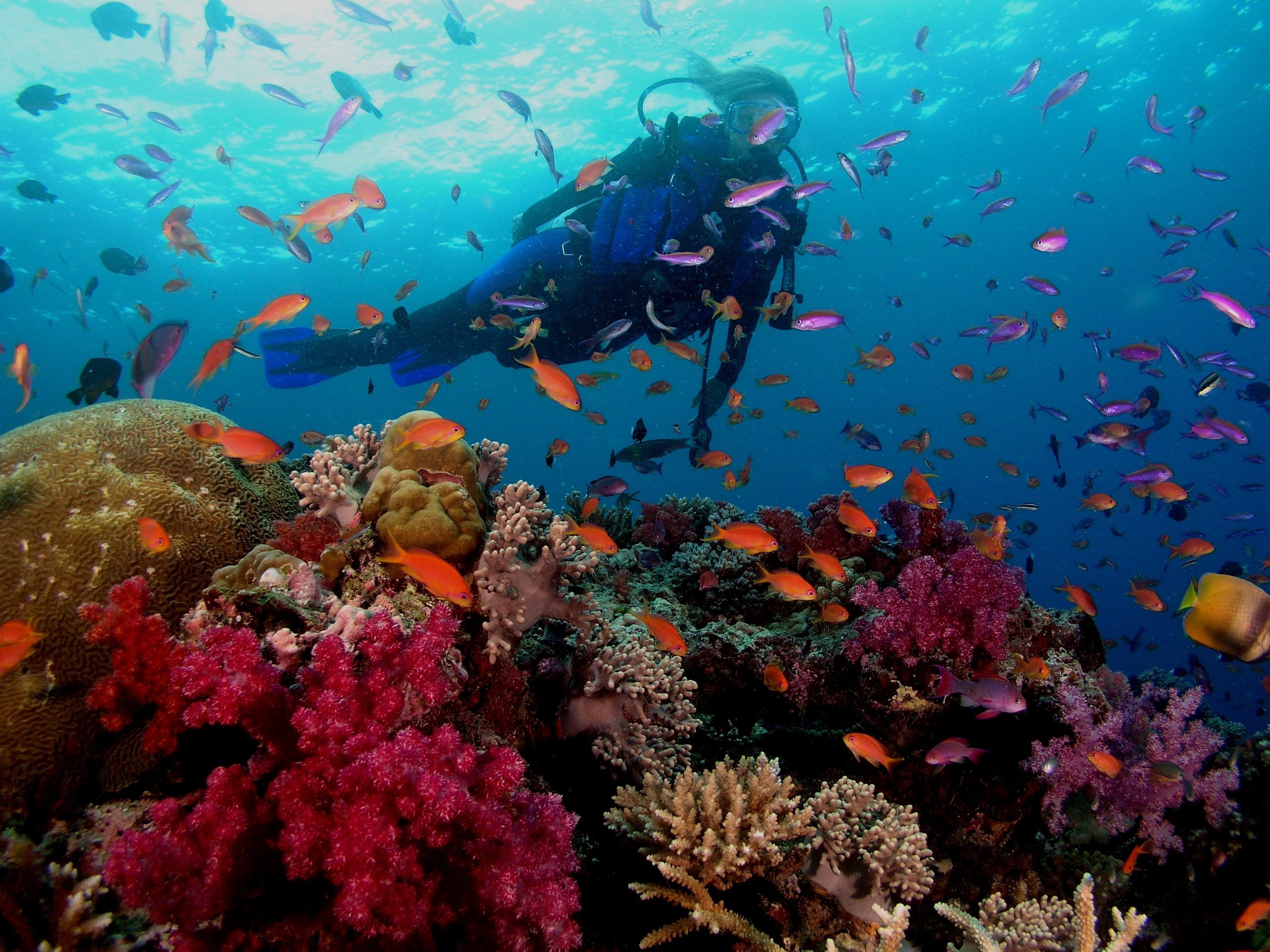 great-barrier-reef-scuba-diving (1).jpg