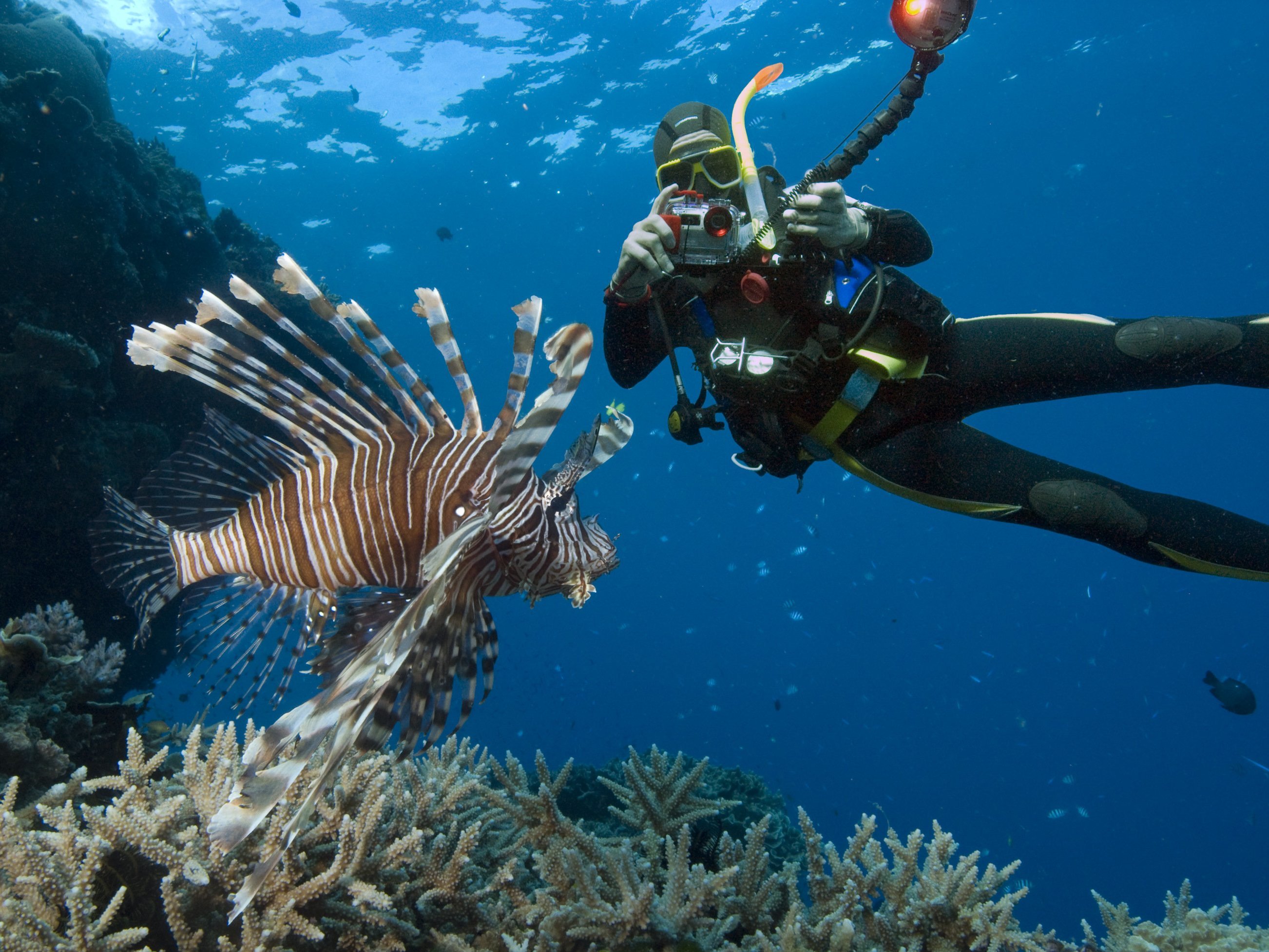 great-barrier-reef-scuba-diving.jpg