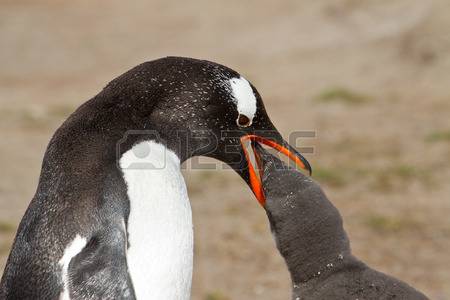 37700499-gentoo-пингвина-мать-кормит-птенца.jpg